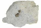 Rare Maorotarion Trilobite - Black Cat Mountain, Oklahoma #186062-1